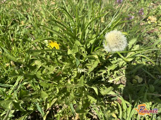 Spomladanska zakladnica zdravja