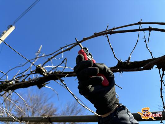 Čas za obrezovanje dreves in trt