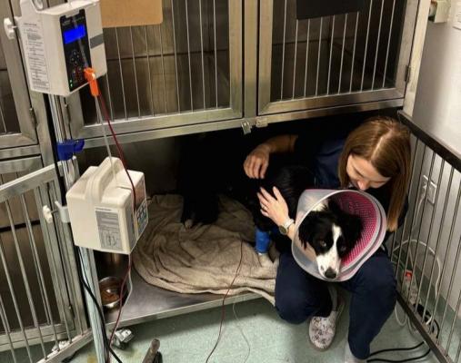 Psička Boni je darovala kri