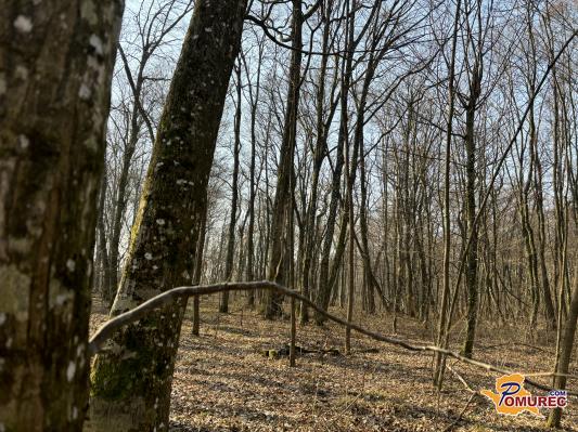 Oblikujte prihodnost slovenskih gozdov