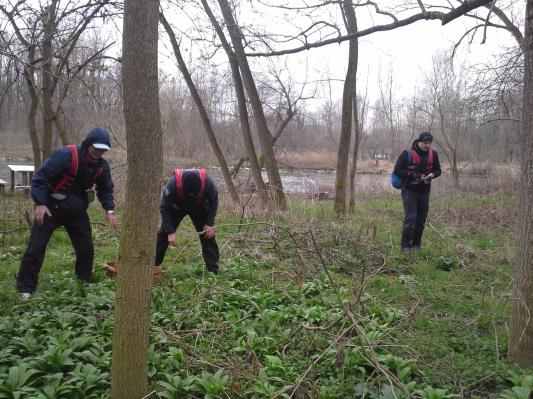 FOTO: Ob Muri v tem času – Zdravilni zaklad čemaža
