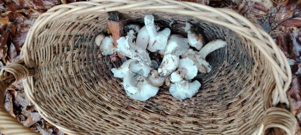 FOTO: Gobarska pustolovščina na Goričkem