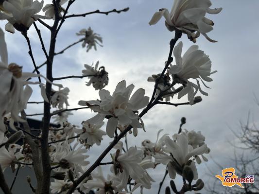 Oblačno in vetrovno. Bo tudi kaj sončnih žarkov?