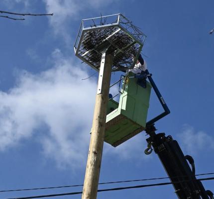 V Vučji vasi postavili nov drog in podstavek za uspešno gnezdenje