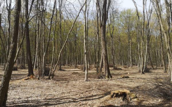 Nepridipravi znova udarili v Pomurju: Na območju občine Križevci iz gozda ukradli les