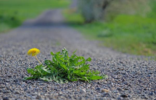 Zdravilni zaklad pomladi – okusni recept za solato in zajtrk