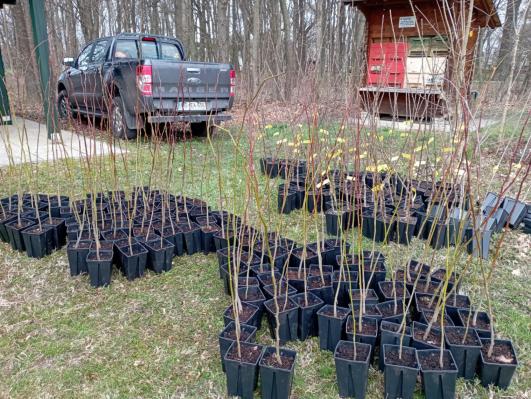 Občina Šalovci prispeva k čebelam prijaznemu okolju z zasaditvijo medovitih rastlin
