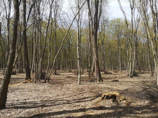 Nenavadna tatvina v Radencih: Iz gozda neznani storilci ukradli več dreves
