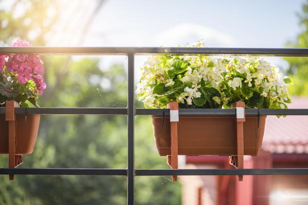 Katere cvetlice izbrati za sončno in katere za senčno stran hiše?