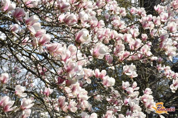 FOTO: Magnolije pripovedujejo pomladno zgodbo mesta