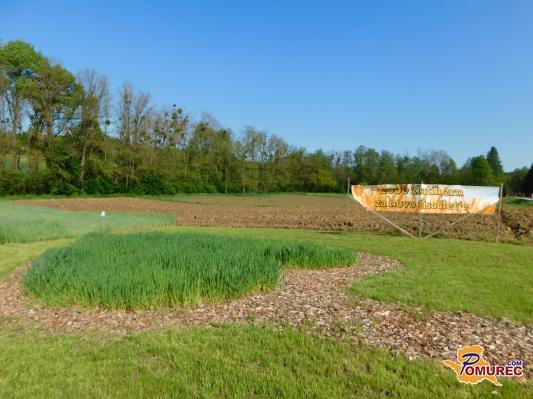 FOTO: Zlata zrna za novo tisočletje v Dobrovniku lepo uspevajo