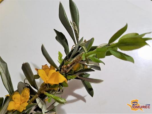 Vstop v veliki teden s šopki upanja in vere