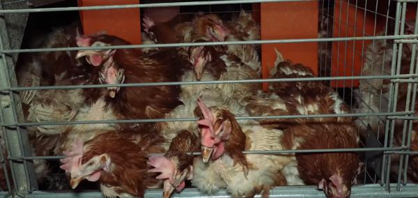 Lažna ekološka jajca in nepravilnosti v reji: Kakšna je globa za Kaučičeve?