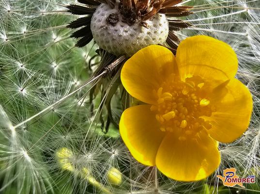 Pomurci, pripravite kratke rokave - tako visoke temperature se obetajo
