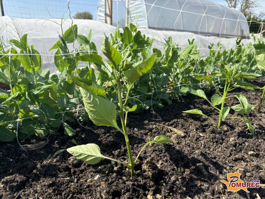 Začetek maja je idealen čas za sajenje toploljubnih rastlin