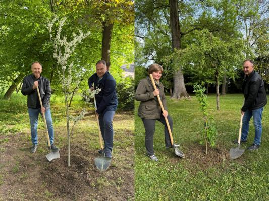 FOTO: Judeževo drevo in zlati dež polepšala mestni park