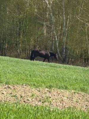 FOTO: Utekla kobila še vedno tava, to prosijo lastniki