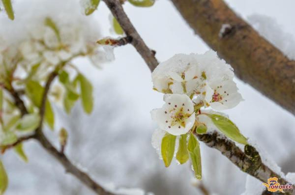 Pred vrati nova pomladna pozeba