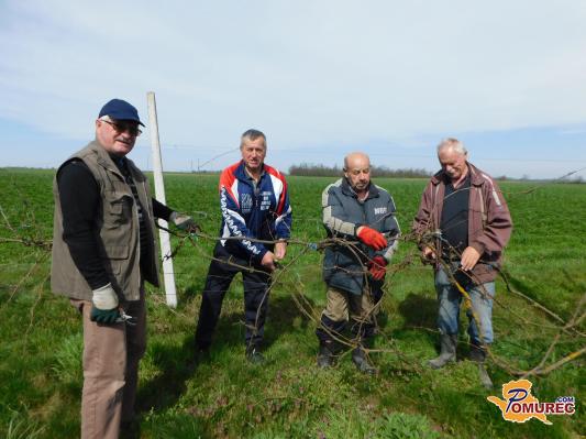 FOTO: Rez vinske trte samorodnice