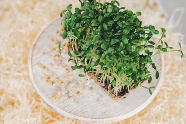 Microgreen: majhna rastlina z veliko močjo