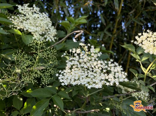 Zdaj je čas, da oberete bezeg