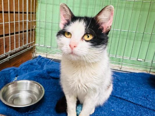 Mihec potrebuje topel dom: Rešeni mucek išče srčnega človeka