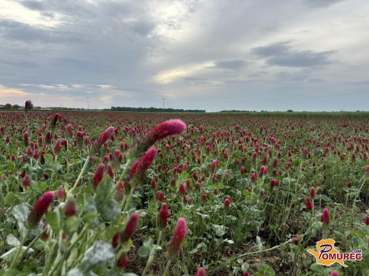 FOTO: Rdeča detelja v polnem razcvetu