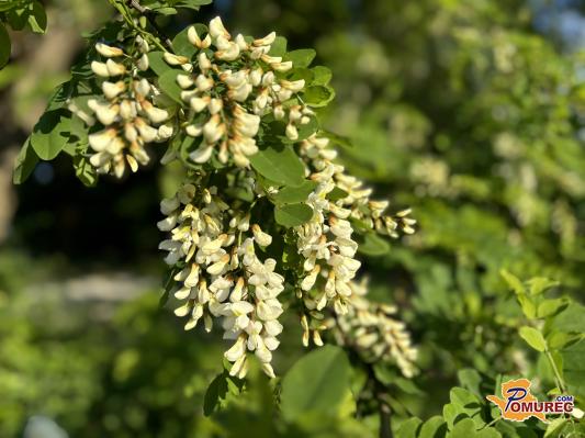 Spomladanska poslastica na krožniku
