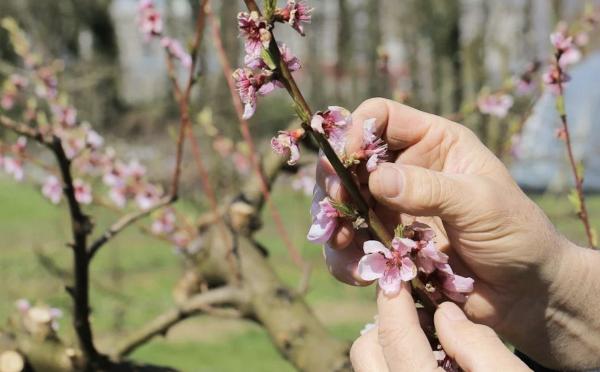 Dejanski izpad pridelka sadja zaradi pozebe bo znan po junijskem trebljenju