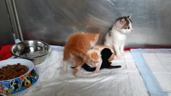 Mačja junakinja posvojila mladiče