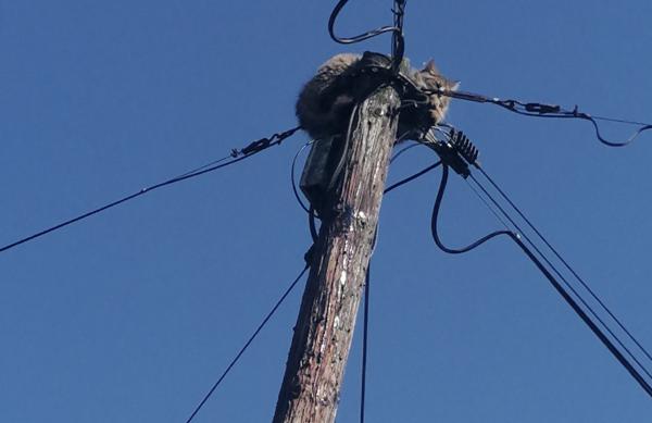 Nenavadna intervencija v Beltincih, gasilci rešili mačko z električnega droga