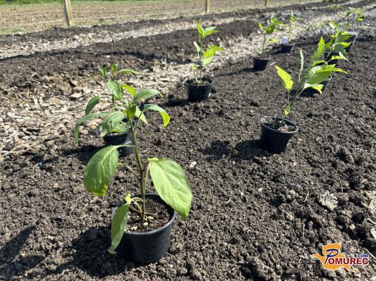 Zdaj je pravi čas za sajenje paprike