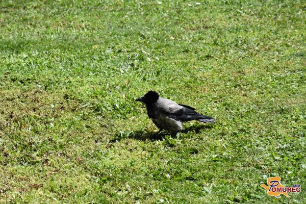 Vrane zganjajo nemir v mestnem parku