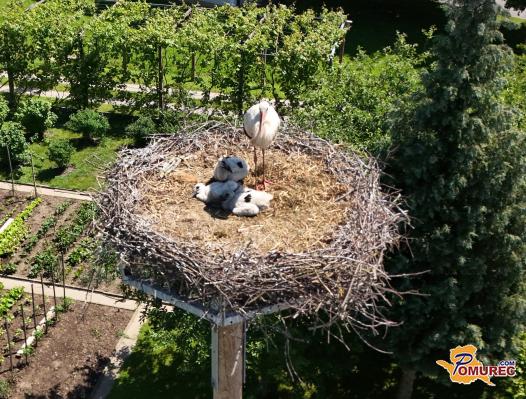 FOTO: Na Cvenu se je povečala štorkljina družina