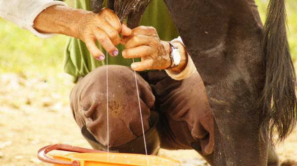 Mleko povezuje zdravje, kmetijstvo in tradicijo