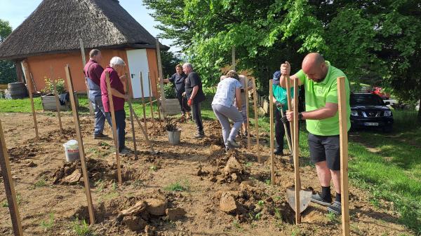 FOTO: Društvo Gaj zasadilo vinograd na star način