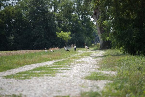 Nenavadno hladno majsko jutro, temperature padle skoraj do ledišča