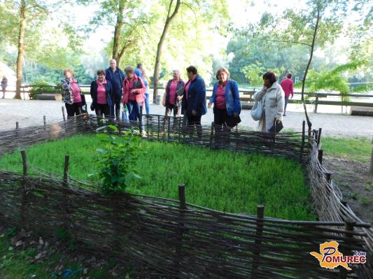 FOTO: V Ižakovcih lan znova raste