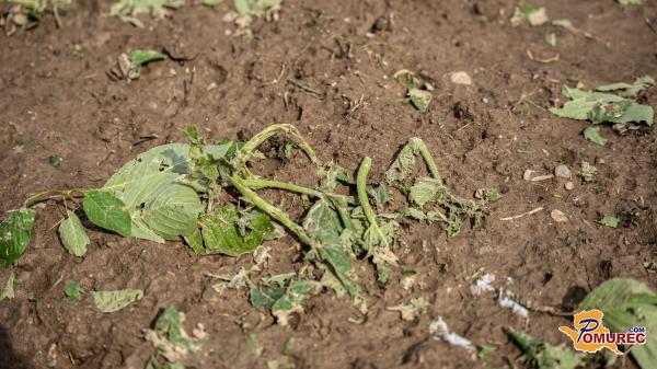 Po neurju na Goričkem: škodo lahko prijavite tudi na daljavo