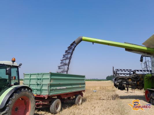 FOTO: Žetev črnega zlata z obiskom štorkelj