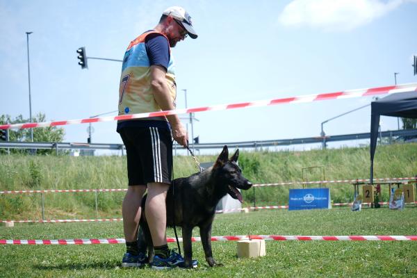 FOTO in VIDEO: V Murski Soboti specialna razstava za nemške ovčarje