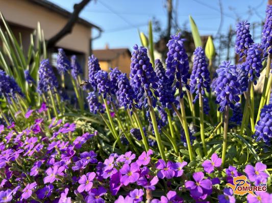 5 rastlin, ki uspevajo skoraj same od sebe