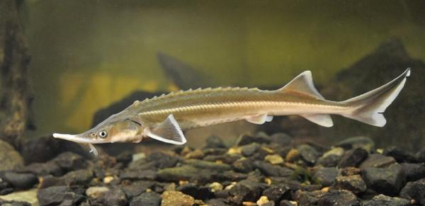 VIDEO: Ob reki Muri gradijo prvo kontejnersko valilnico za kečigo