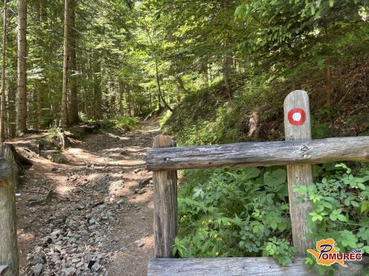 Ideja za poletni izlet: Po osvežitev v smrekov gozd do Smrekovca