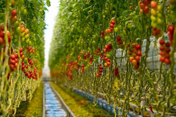 Ko veš, od kod pride – izbira ni težka