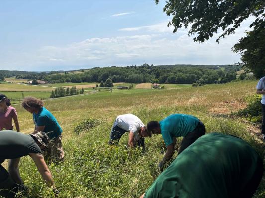 FOTO: Na Goričkem za ohranitev redkega volčina zavihali rokave