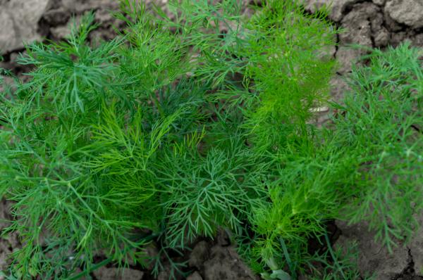 Popoln vodič za gojenje kopra: Kaj storiti, če ne uspeva?