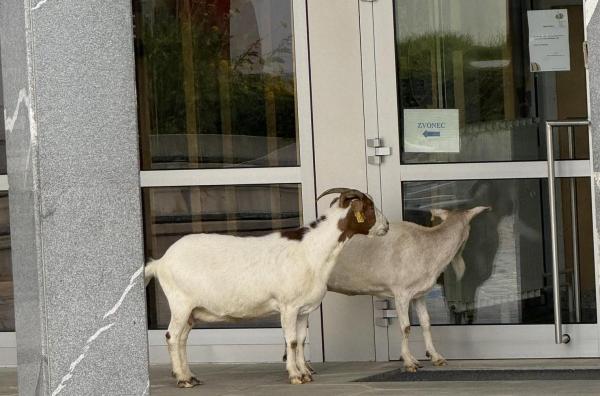 FOTO: Neobičajni obisk osnovne šole: Na vrata potrkali dve kozi