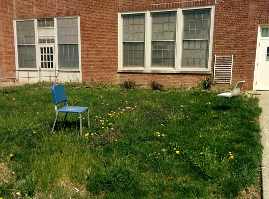 Kako se učinkovito znebiti plevela v trati okoli hiše