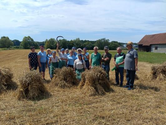 FOTO in VIDEO: Na Spodnji Ščavnici znova zaživela tradicija žetve s srpi in kosami